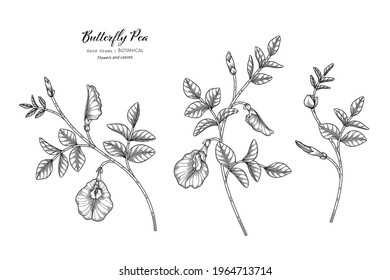 Butterfly peas flower and leaf hand drawn botanical illustration with line art.