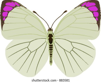 Butterfly pieridae