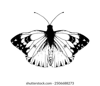 Schmetterling Pieridae. Vektor Handgezeichnete Illustration. Schwarz-weiße grafische Clipart auf einem Hintergrund. Zeichnung eines Insekts mit ausgebreiteten Flügeln. Fliegende Papilio-Skizze. zum Drucken