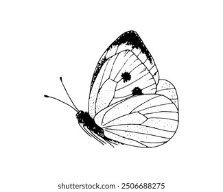 Butterfly Pieridae. Vector Hand drawn illustration. Black and white graphic clip art on isolated background. Drawing of an insect sitting with folded wings. Sketch for coloring books and cards