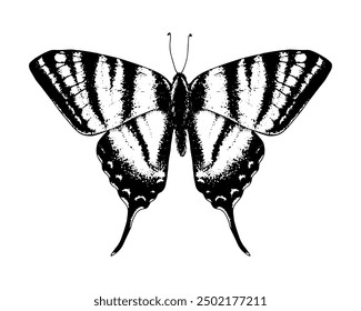 Podalirius-Schwalbenschwanz. Vektor Handgezeichnete Illustration. Schwarz-weiße grafische Clipart auf einem Hintergrund. Zeichnung eines Insekts mit ausgebreiteten Flügeln. Fliegende Papilio-Skizze. zum Drucken