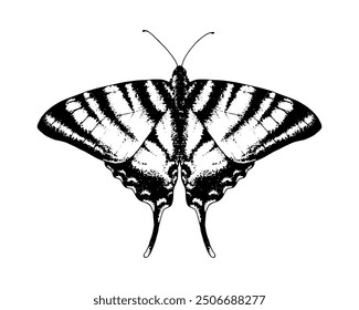 Podalirius-Schwalbenschwanz. Vektor Handgezeichnete Illustration. Schwarz-weiße grafische Clipart auf einem Hintergrund. Zeichnung eines Insekts mit ausgebreiteten Flügeln. Fliegende Papilio-Skizze. zum Drucken