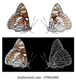 butterfly Poplar Admiral vector image