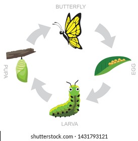 Butterfly Pupa Larva Life Cycle Vector Illustration Background