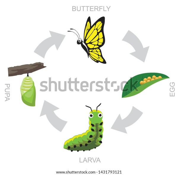 Vector De Stock Libre De Regalias Sobre Butterfly Pupa Larva