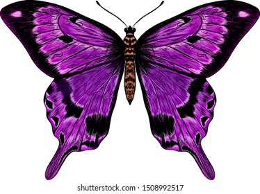 butterfly purple Morph fabulous beautiful