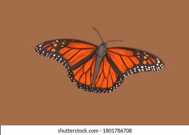 Butterfly realistic hand drawing background shadow