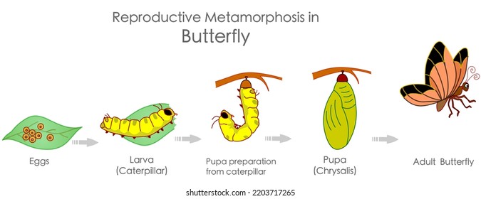 Butterfly reproductive metamorphosis. Insects reproduction. Growth development stages. Egg, embryo, larva, caterpillar, pupa, chrysalis metamorphosis adult steps. Infographic illustration Vector