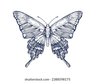 Butterfly, retro ink drawing. Outlined detailed hand-drawn insect, etched tropical moth. Alpine black swallowtail species. Handdrawn engraved vector graphic illustration isolated on white background