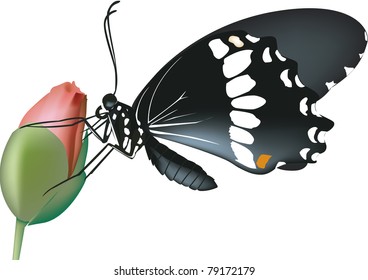 Butterfly in the rose bud