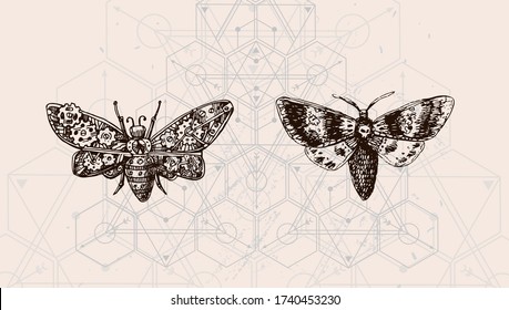 Butterfly and sacred geometry. Hand drawn vector illustration could be used for textile,  yoga mat, phone case, t-shirt, etc