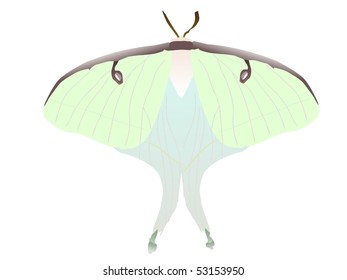  butterfly Saturniidae