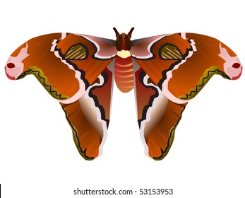 butterfly Saturniidae