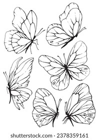 Butterfly set collection insect wings meadow graphic illustration line black summer field art