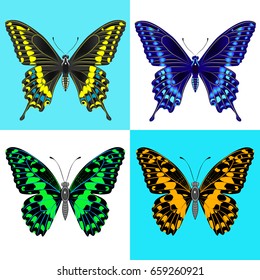 Butterfly set. Four insects in different execution. Vector illustration.