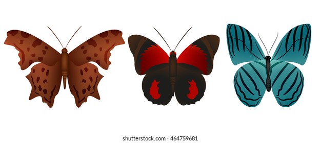 butterfly set graphic vector