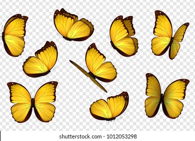 Butterfly set. Yellow isolated butterflies.  Beautiful yellow brown butterflies in different poses. animal design elements. Vector illustration