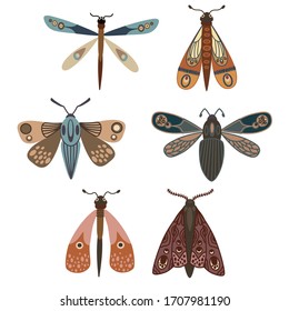 Butterfly. Seth night moths. Insects. Simple vector illustration.