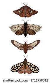 Butterfly. Seth night moths. Insects. Simple vector illustration.