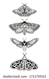 Schmetterling. Seth Nachtmotten. Insekten. Einfache Vektorillustration.