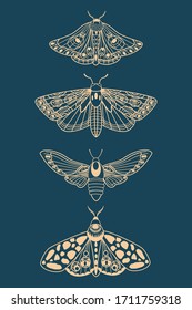 Butterfly. Seth night moths. Insects. Simple vector illustration.