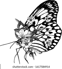 butterfly side view decorated with flowers, sketch vector graphics monochrome illustration on white background