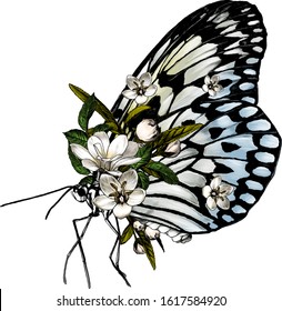 butterfly side view decorated with flowers, sketch vector graphics color illustration on white background
