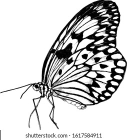 butterfly side view, sketch vector graphics monochrome illustration on white background