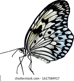 butterfly side view, sketch vector graphics color illustration on white background