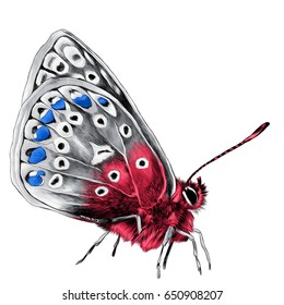 butterfly side view with the spots on the wings are grey, red and blue colors, sketch vector graphics color picture