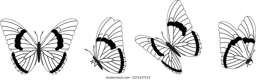Silhouette de mariposa en 4 opciones vector en fondo aislado