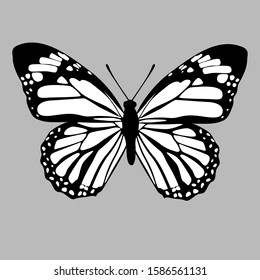 Butterfly silhouette icon. Vector Illustrations. 