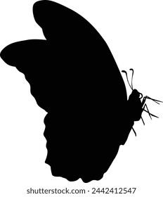 Butterfly silhouette illustration. Black colored animal wildlife hand drawn in vector format