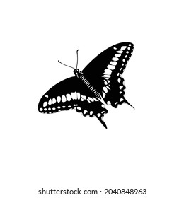 Butterfly Silhouette on isolated background. Vector drawing
