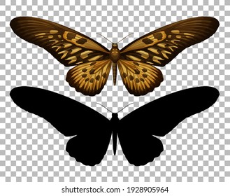 Butterfly and its silhouette on transparent background illustration