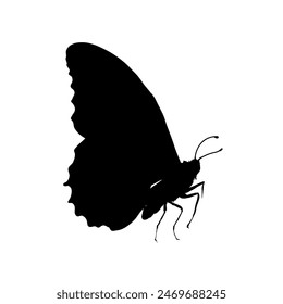 butterfly silhouette - vector illustration	