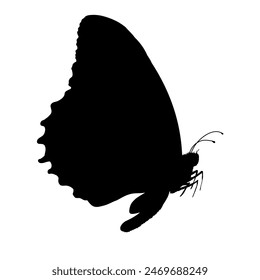 butterfly silhouette - vector illustration	