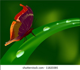 The butterfly sitting on a blade with drops of a rain.