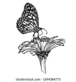 Butterfly sitting on a flower. Hand-drawn line illustration isolated on white background. Vector element for design.