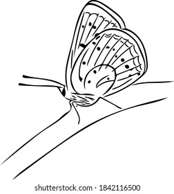 A butterfly sitting on the grass with folded wings isolated on a white background.  Vector doodle illustration for design, cards, logos.