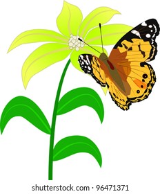 butterfly sitting on yellow flower