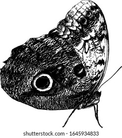 butterfly sitting side view, sketch vector graphics monochrome illustration on white background