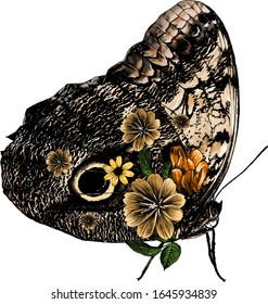 butterfly sitting side view wings decorated with flowers, sketch vector graphics color illustration on white background