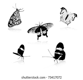 butterfly sketch collection