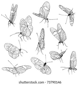 Butterfly Sketch Collection