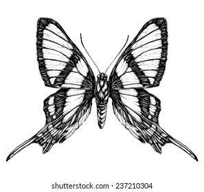 Butterfly Sketch. Detailed Realistic Sketch Of A Butterfly