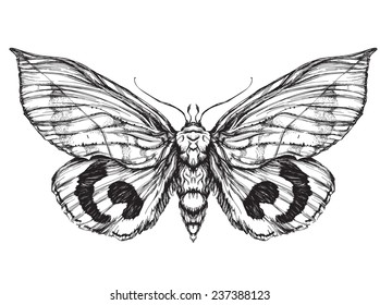Butterfly  sketch. Detailed realistic sketch of a butterfly