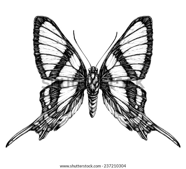 Butterfly Sketch Detailed Realistic Sketch Butterfly Stock Vector ...