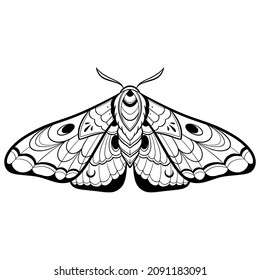 Butterfly sketch. Detailed realistic sketch of a moth