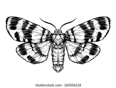 Butterfly Sketch. Detailed Realistic Sketch Of A Moth